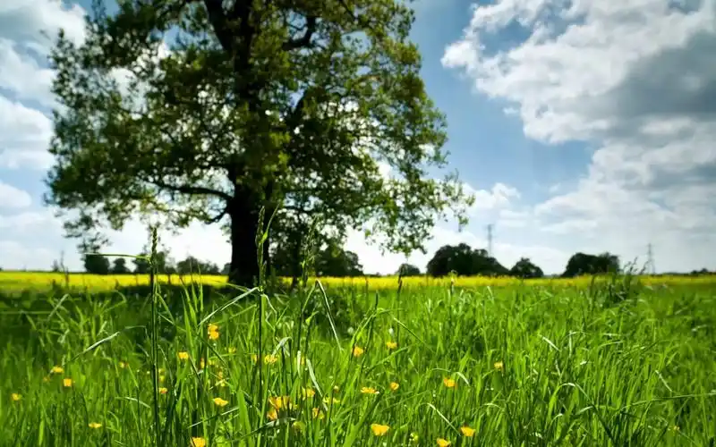 乡村草地(高清)1080p