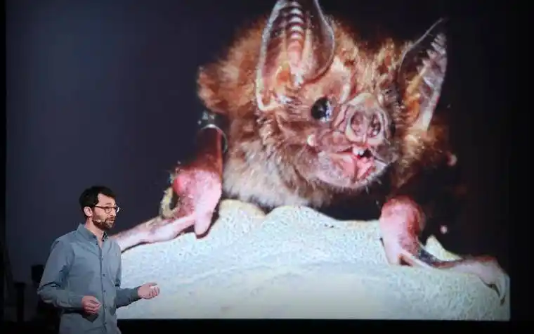 70万巨型蝙蝠闯进市区,翼展可达2米!"病毒之王"蝙蝠会吸血吗?