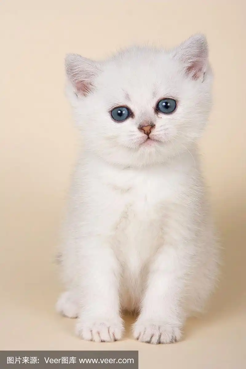 绒毛白色小猫在白色背景米色背景