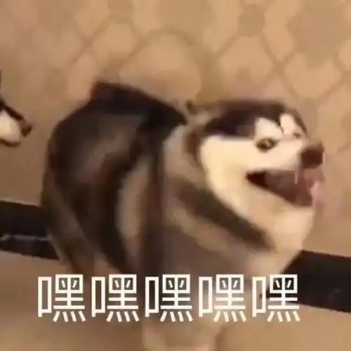 嘿嘿嘿(二哈偷笑)_二哈_偷笑_嘿嘿嘿表情