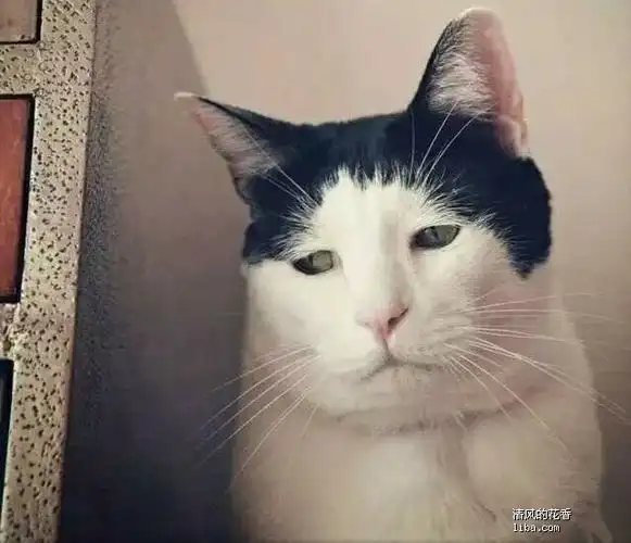 好奇怪哦去崇明的长江隧道是绿的进隧道前四面八方堵得发黑