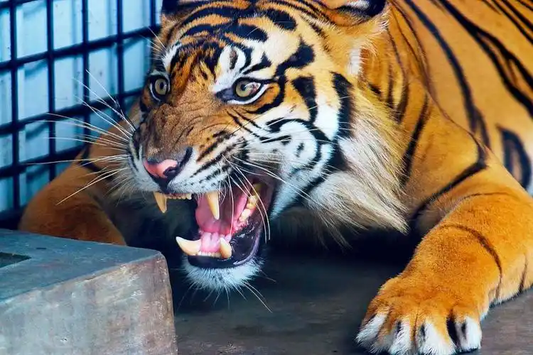 印尼科研人员发现爪哇虎生命迹象灭绝36年重现人间什么情况