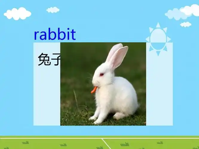 rabbit 兔子