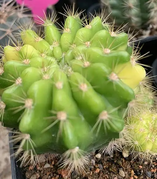 描春实生带锦金盛丸锦仙人球多肉植物盆栽仙人掌科防辐射稀有进口