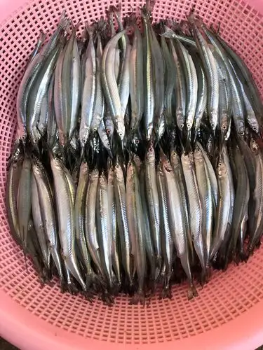 这是湖中产的剑鱼