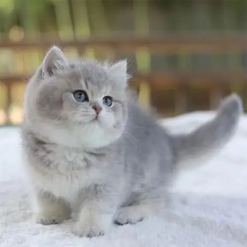 纯种血统英国短毛猫英短蓝金渐层活体宠物猫幼猫咪