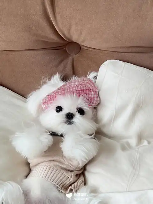 马尔济斯刚午睡醒的小狗怎么能那么可爱