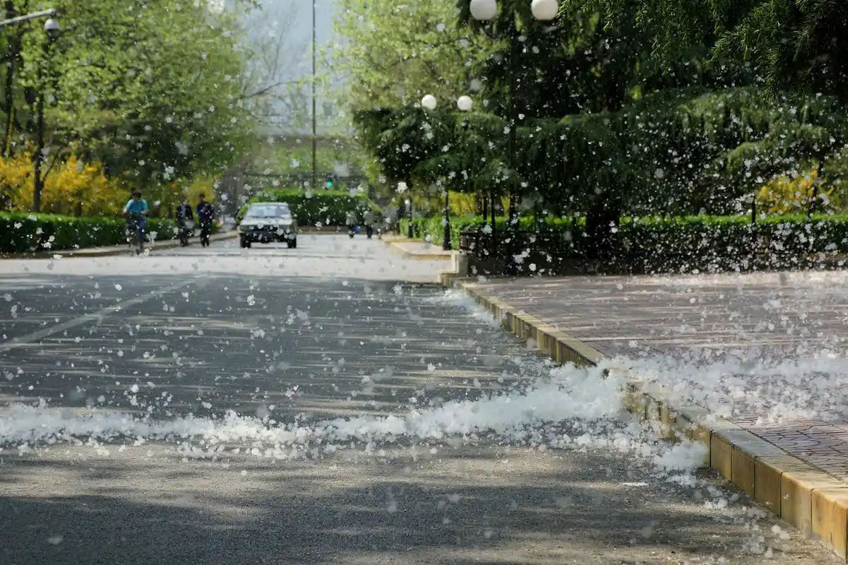 每年四五月份,是杨柳絮飘飞的高峰期,无孔不入的杨柳絮给大家的出行和