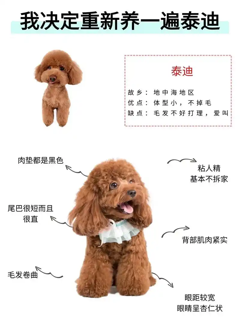 当我决定重新再养一遍泰迪