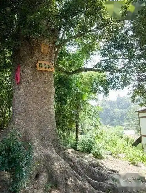 酉阳楠木湾千年金丝楠木的神奇故事你有听过吗?