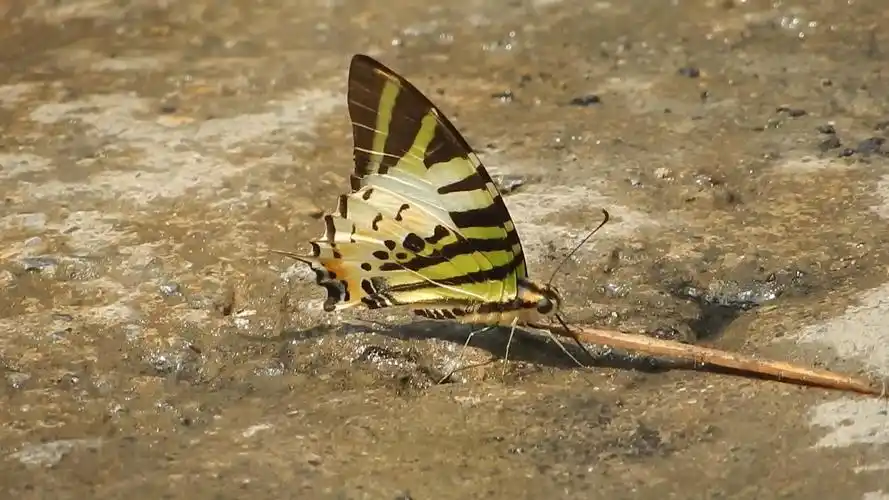 斜纹绿凤蝶喝水(背景音乐不是我的)