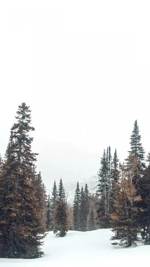 白雪皑皑的大自然唯美雪景,高清图片,手机锁屏桌面-壁纸族