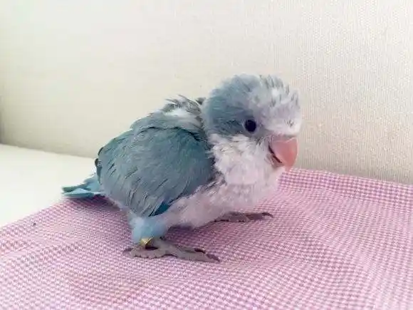 蓝和尚鹦鹉怎么样 蓝和尚鹦鹉吃什么饲料好