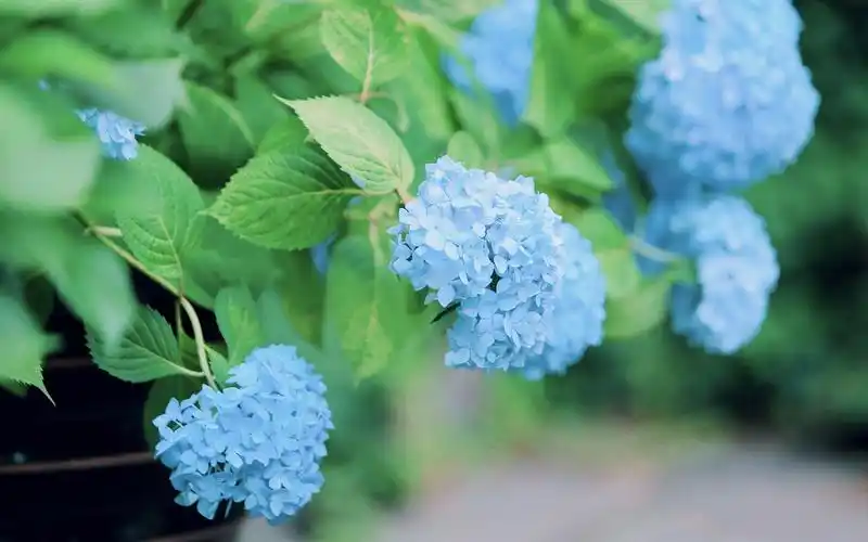 夏日小清新蓝色绣球花高清桌面壁纸