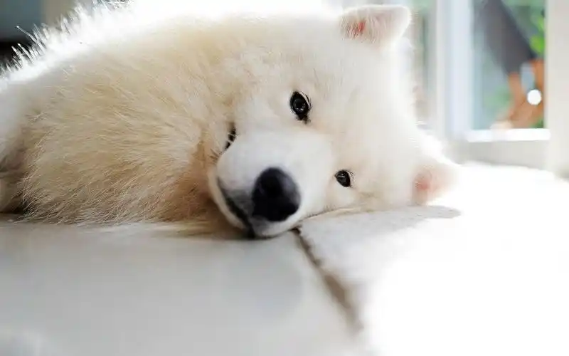 可爱狗狗萨摩犬图片大全宽屏桌面壁纸高清