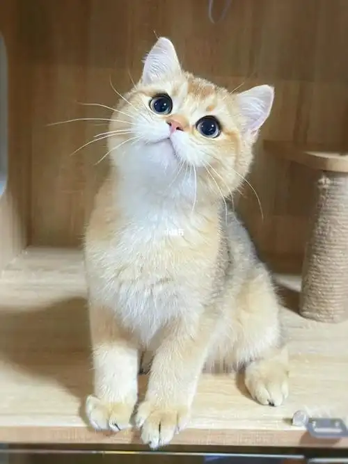 我的萌宠  #英短金渐层  #金渐层  #英国短毛猫