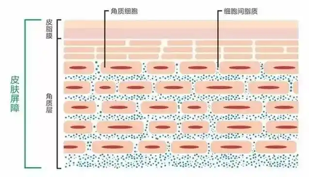 02mm的角质层"砖墙结构",然而却忽略了在角质层外面的第一层守卫