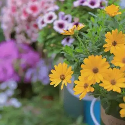 文艺青年喜欢的静物唯美意境图片头像