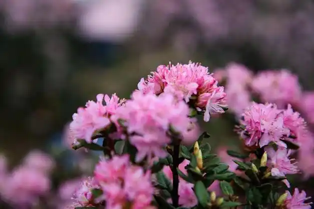 贵州六盘水万亩野生杜鹃花进入最佳观赏期