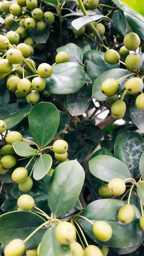 果实- 菩提树505 - 图虫