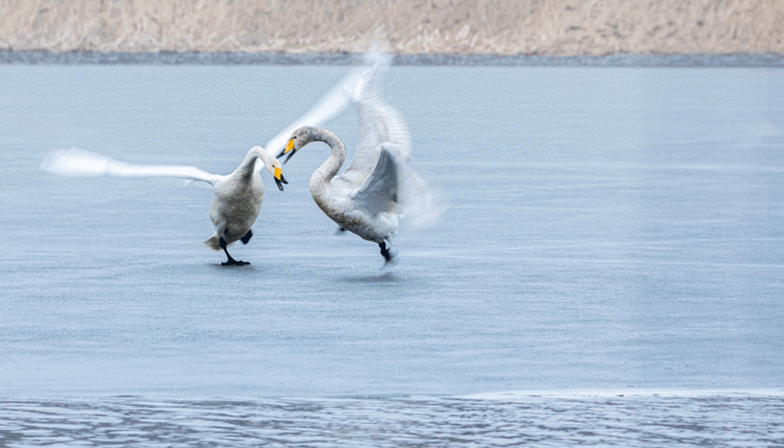 其它 天使的翅膀 写美篇       天鹅时而曲颈低头,闲雅胜似仙子.