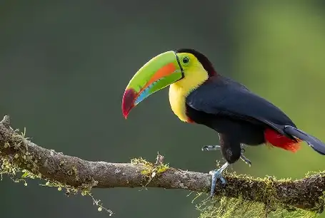 世界上最漂亮的鸟排名,世界上最漂亮的十种鸟你见过几种!