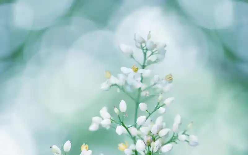 电脑壁纸 花卉 植物 遇见小清新南天竹