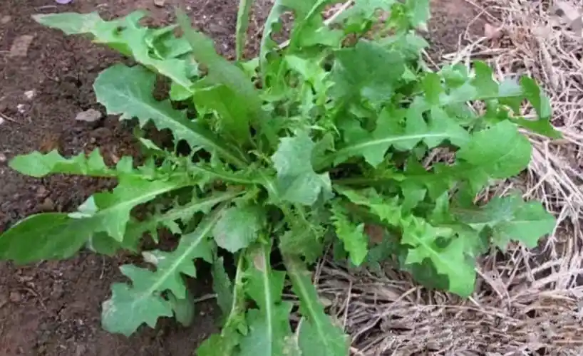 农村的田间地头上常见又能吃的七种野菜你都吃过哪几种