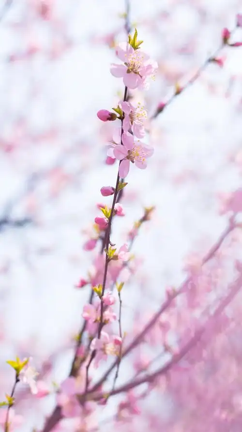 桃花_景致唯美-站酷zcool