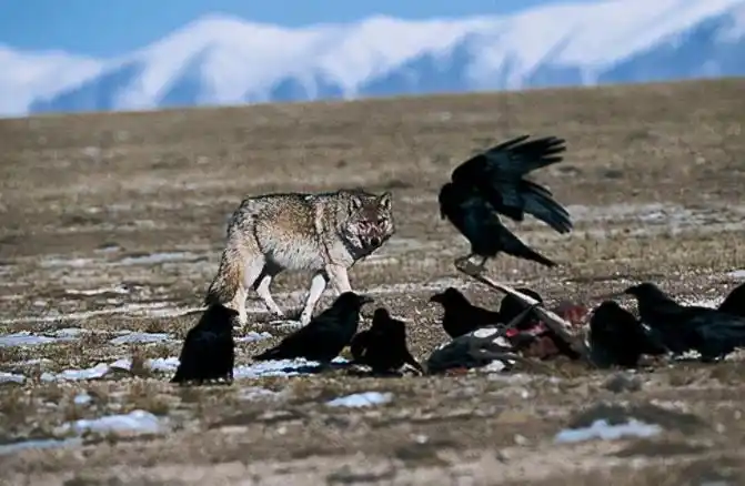 青海无人区多可怕可可西里无人区有多恐怖未解之谜