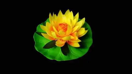 彩色织物漂浮在水面上的七彩莲花花照片