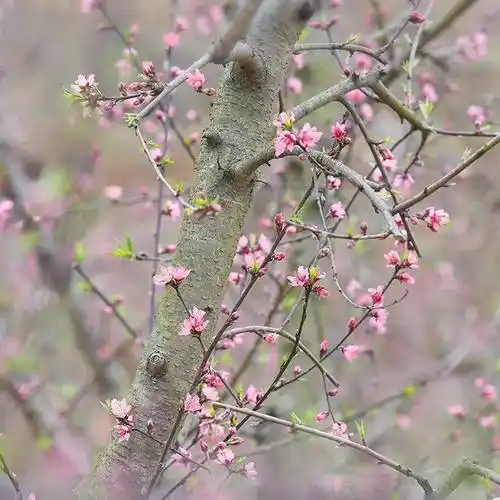 【美丽萍乡】武功山黄桃园记