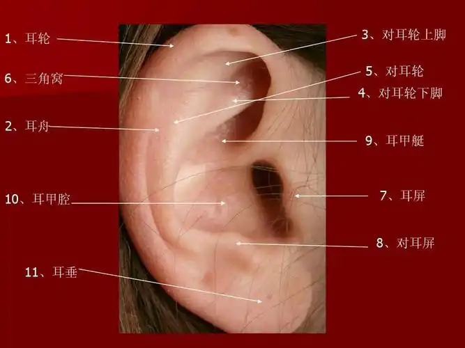 上脚 5,对耳轮 4,对耳轮下脚 9,耳甲艇 10,耳甲腔 7,耳屏 8,对耳屏