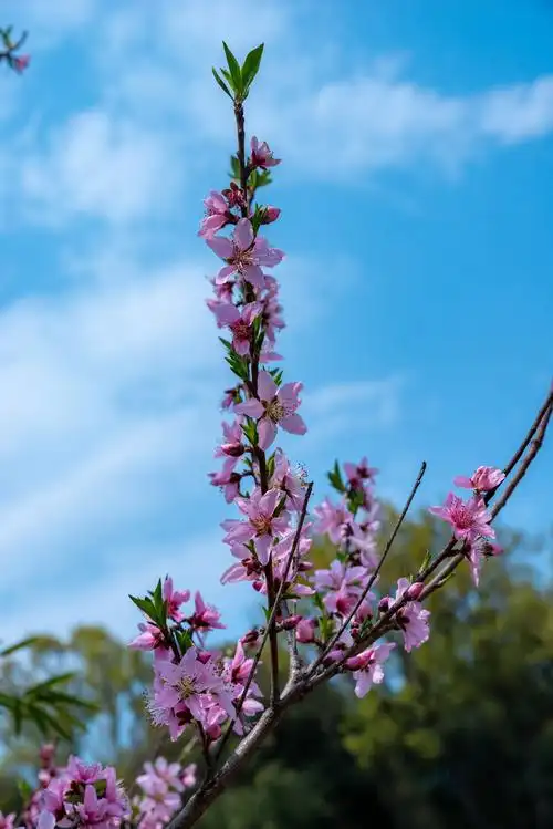 三春花卉正芬芳-风景照-19摄区-杭州19楼