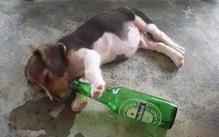 精选喝醉酒的狗狗动物爆笑图片