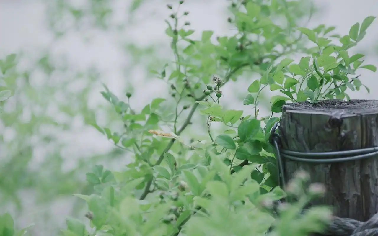 绿色植物护眼高清图片电脑壁纸