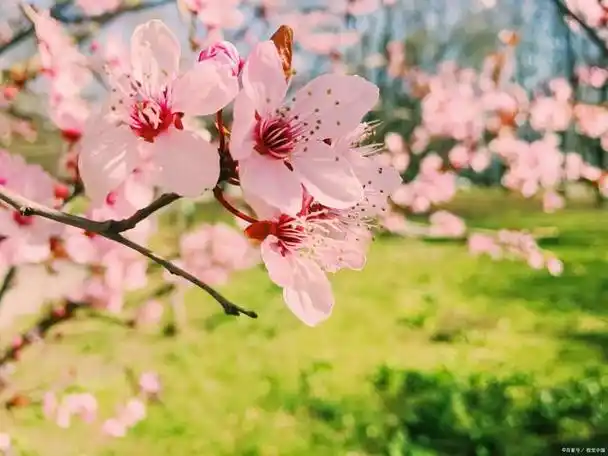 桃花开了!春天最美的一道风景线