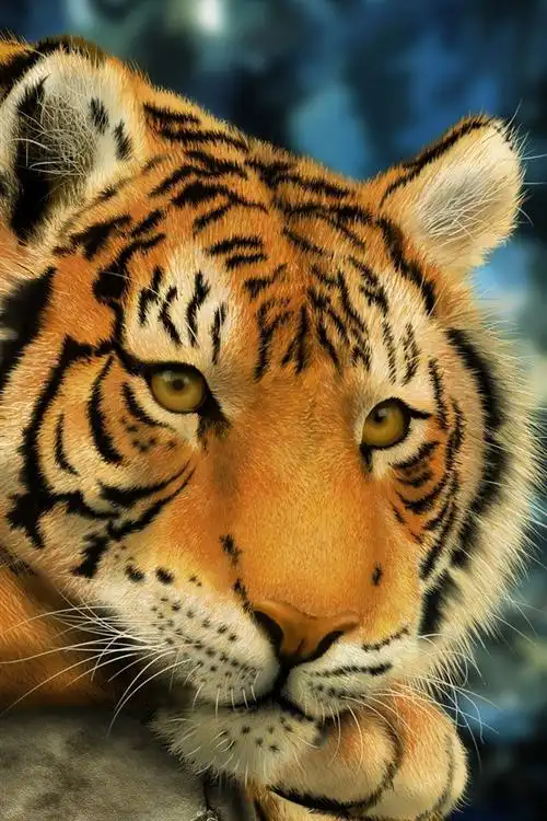 老虎休息,艺术图片 iphone 壁纸