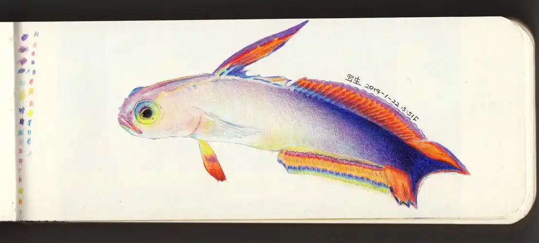 鱼|纯艺术|彩铅|lucinda_n - 原创作品 - 站酷 (zcool)