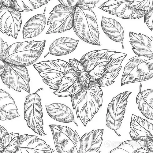 薄荷叶模式.薄荷叶草绘矢量背景为包装纸的