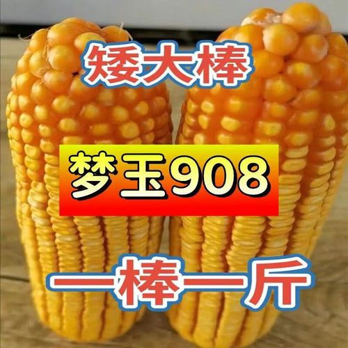 细辛矮秆大棒高产玉米种子国审抗倒抗旱双棒基因南北通种抗病抗虫紫杆