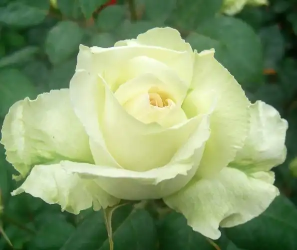 【转载】【原创摄影】绿萼——郑州市花月季名品之一