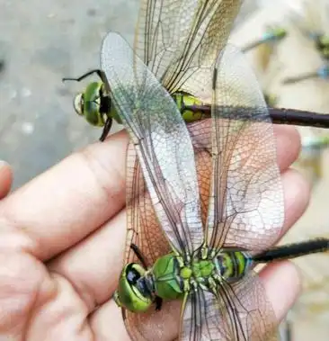 绿头大蜻蜓大头青