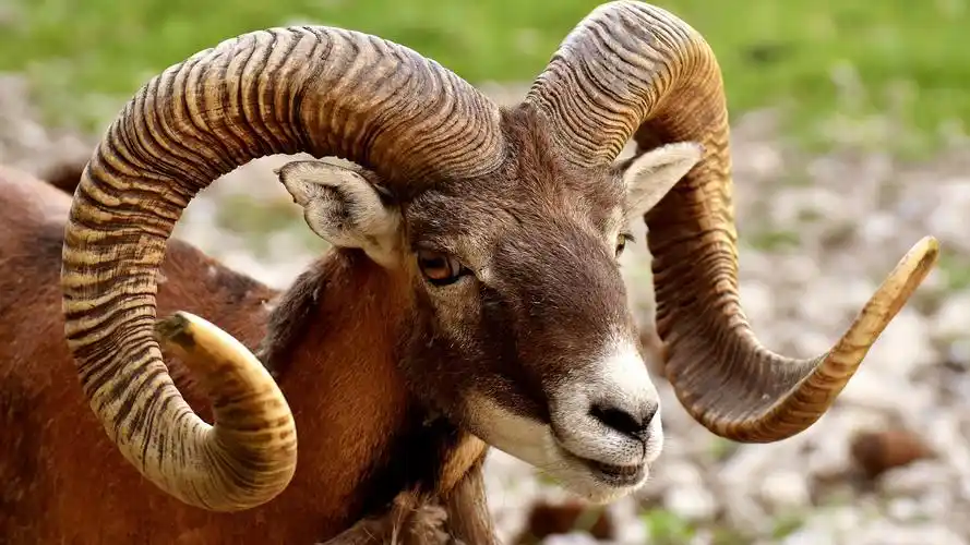 野生羚羊,高清图片,电脑桌面-壁纸族