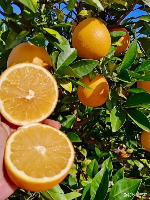 农村橙子种植一直是传统的农业产业,但在现代农业科技不断进步和市场
