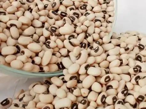 眉豆具有健脾止消渴,补肾生精髓和五脏,调营卫,理中益气之功效治消渴