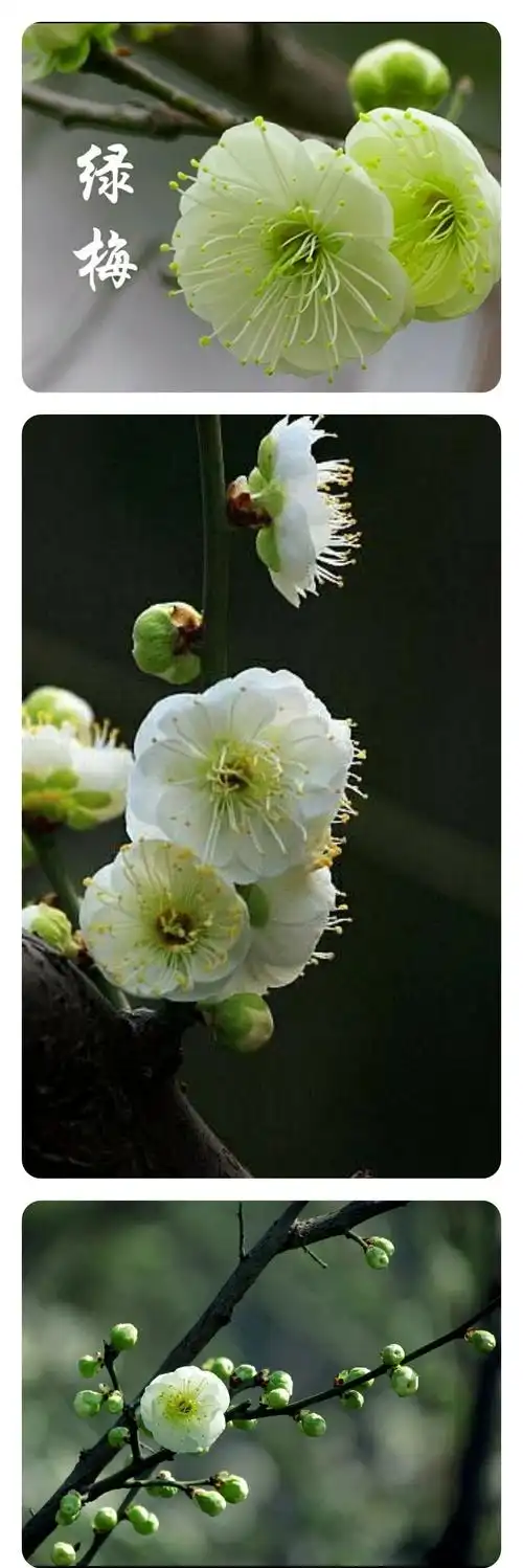 世纪公园,20200225(2张),(20190217(34张).