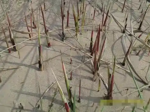 它的学名叫茅刺草,须根质较坚韧.秆直立,丛生,光滑无毛.