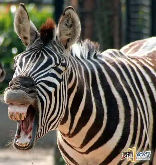 几千年来无人驯服的马 把女子的胸部踢凹了