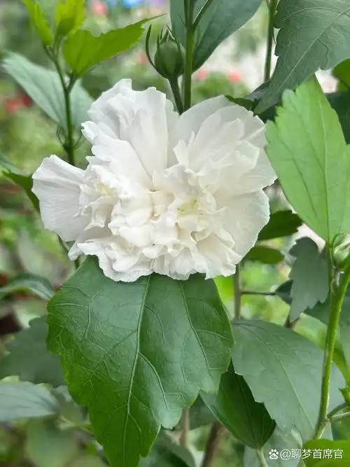 白色木槿花 纯洁,美好,浪漫,温柔,坚持